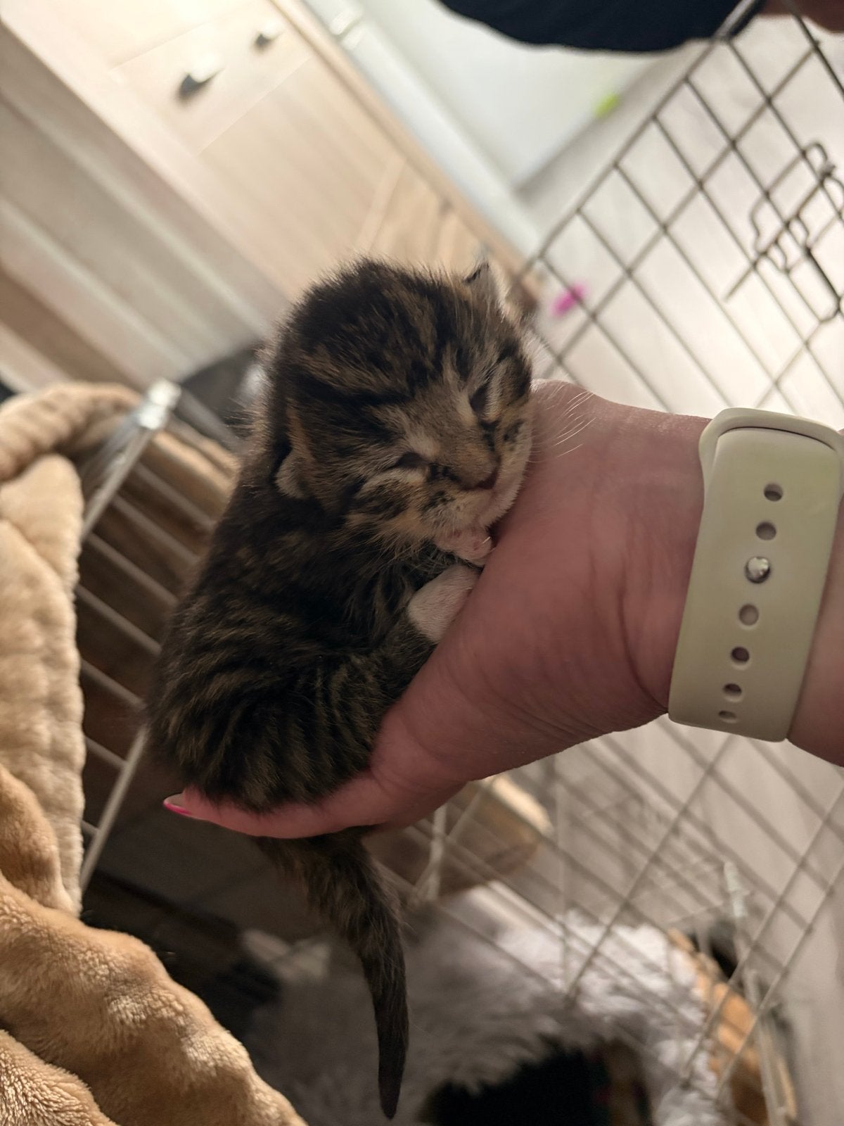 britse korthaar x maine coon kater, Kater