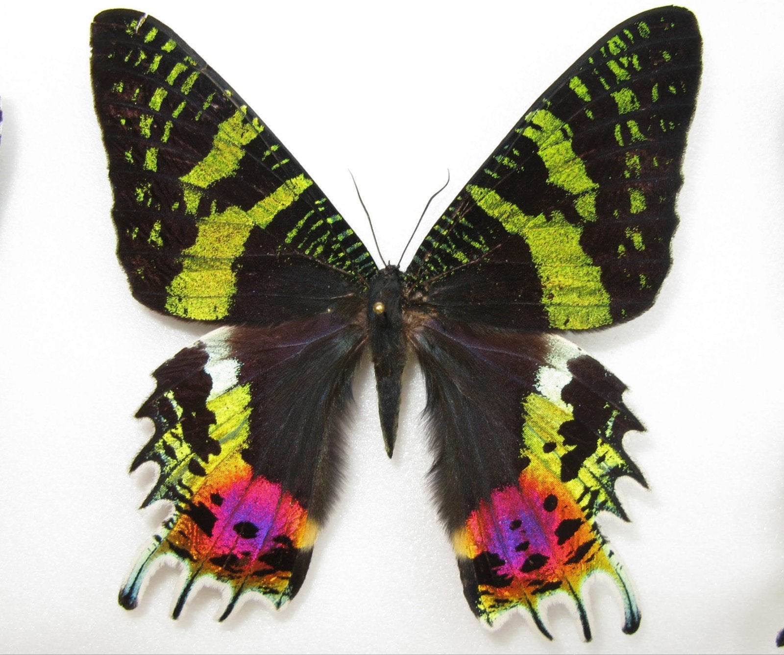 Urania ripheus vlinder a1 ongeprepareerd of in lijst, Verzamelen, Ophalen of Verzenden, Nieuw, Insect, Opgezet dier