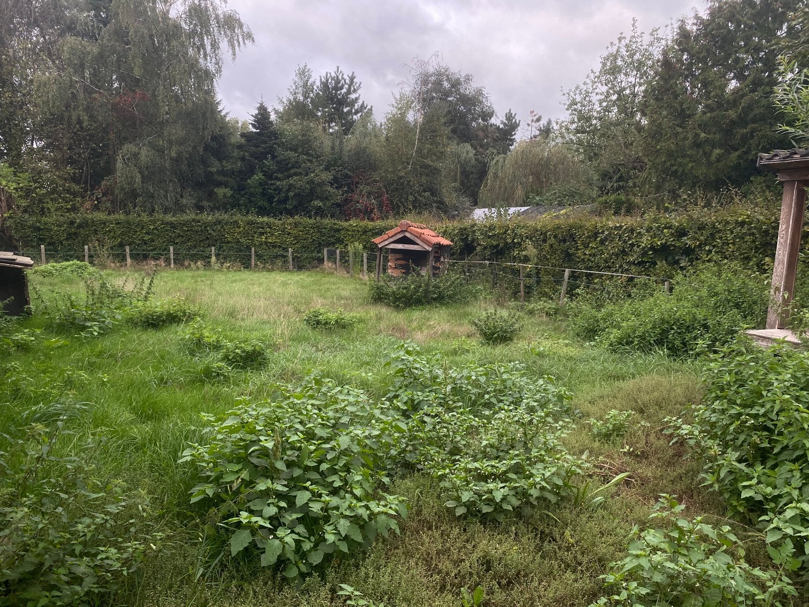 Wei voor schapen/alpaca, Dieren en Toebehoren