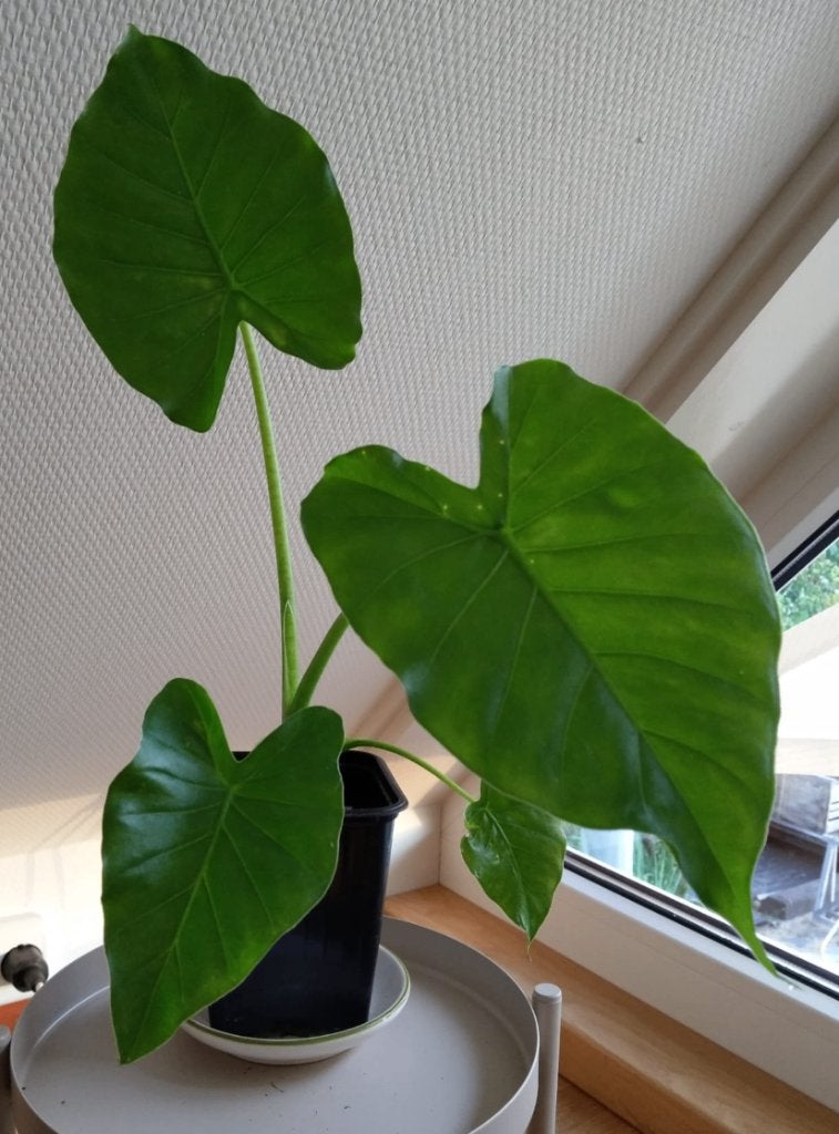 Jonge Alocasia gageana (olifantsoor), Huis en Inrichting, Ophalen, Halfschaduw, Minder dan 100 cm