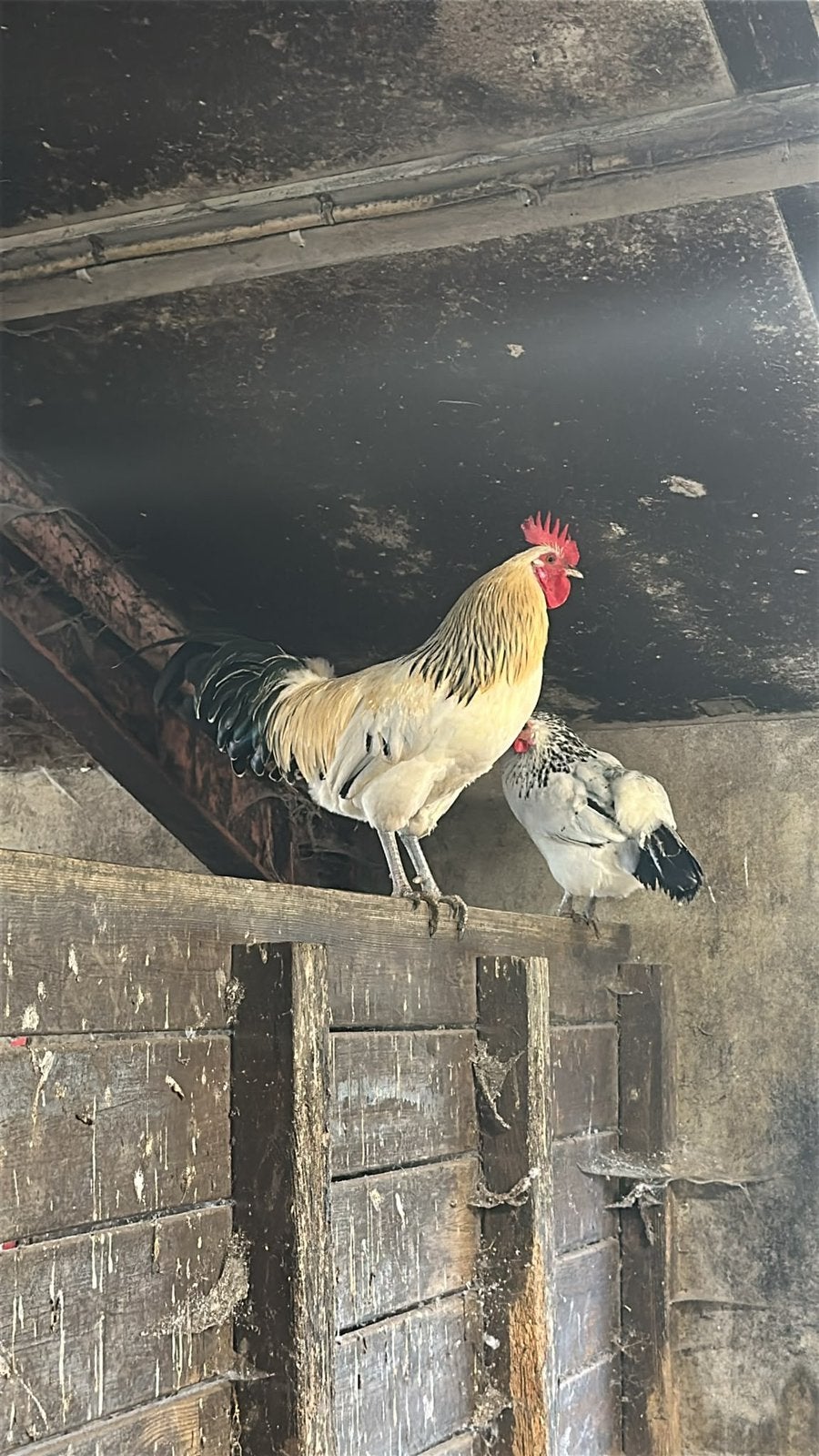 Haan te koop, Dieren en Toebehoren, Mannelijk