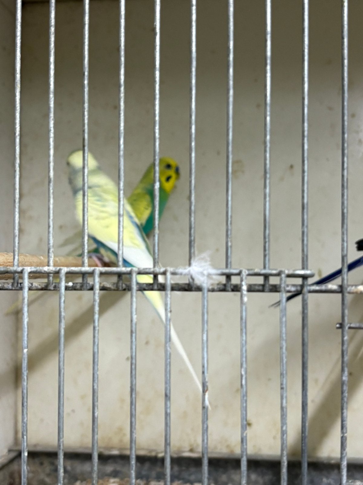 Koppels grasparkieten, Meerdere dieren, Parkiet