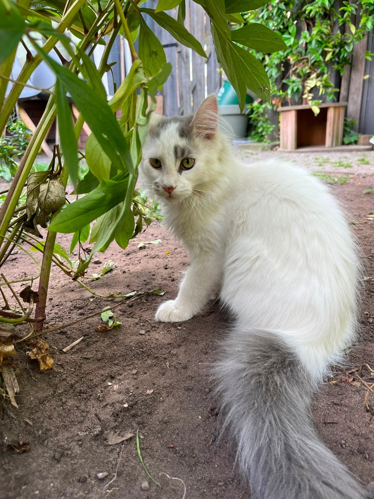 prachtig Maine Coon poesje, Dieren en Toebehoren, Katten en Kittens | Raskatten | Langhaar, Poes, Ontwormd, 0 tot 2 jaar