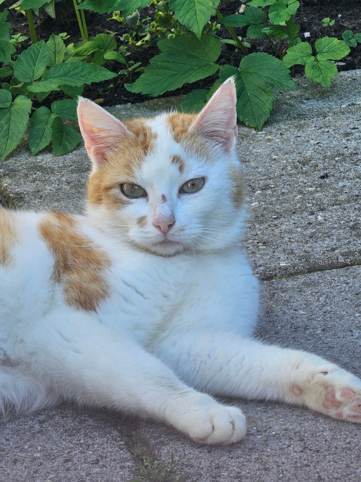 lieve Fiep zoekt nieuwe huisje, Poes, Kortharig, 3 tot 5 jaar