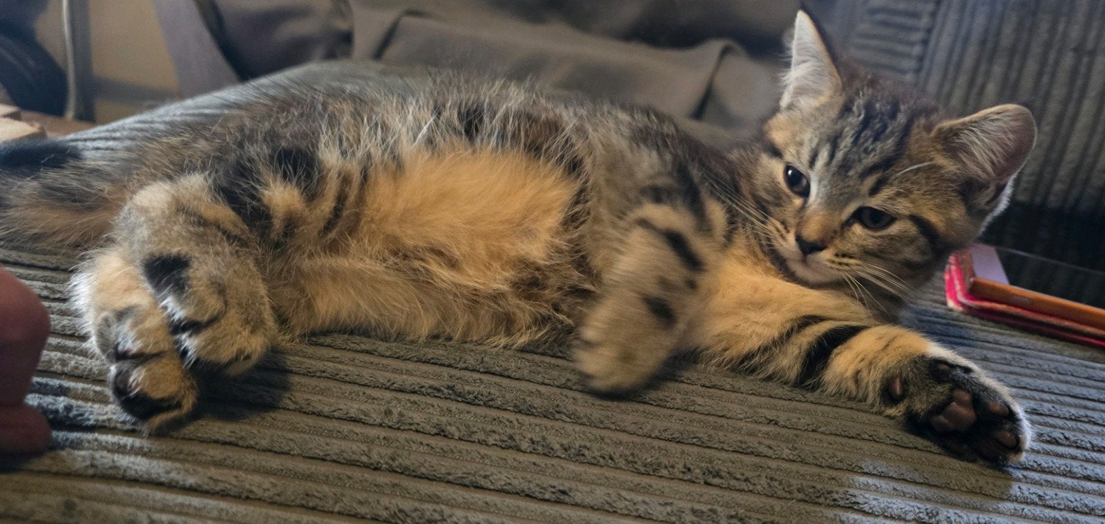 Prachtige Kittens: Maine Coon x Britse Korthaar (Katers), Kater, Ontwormd