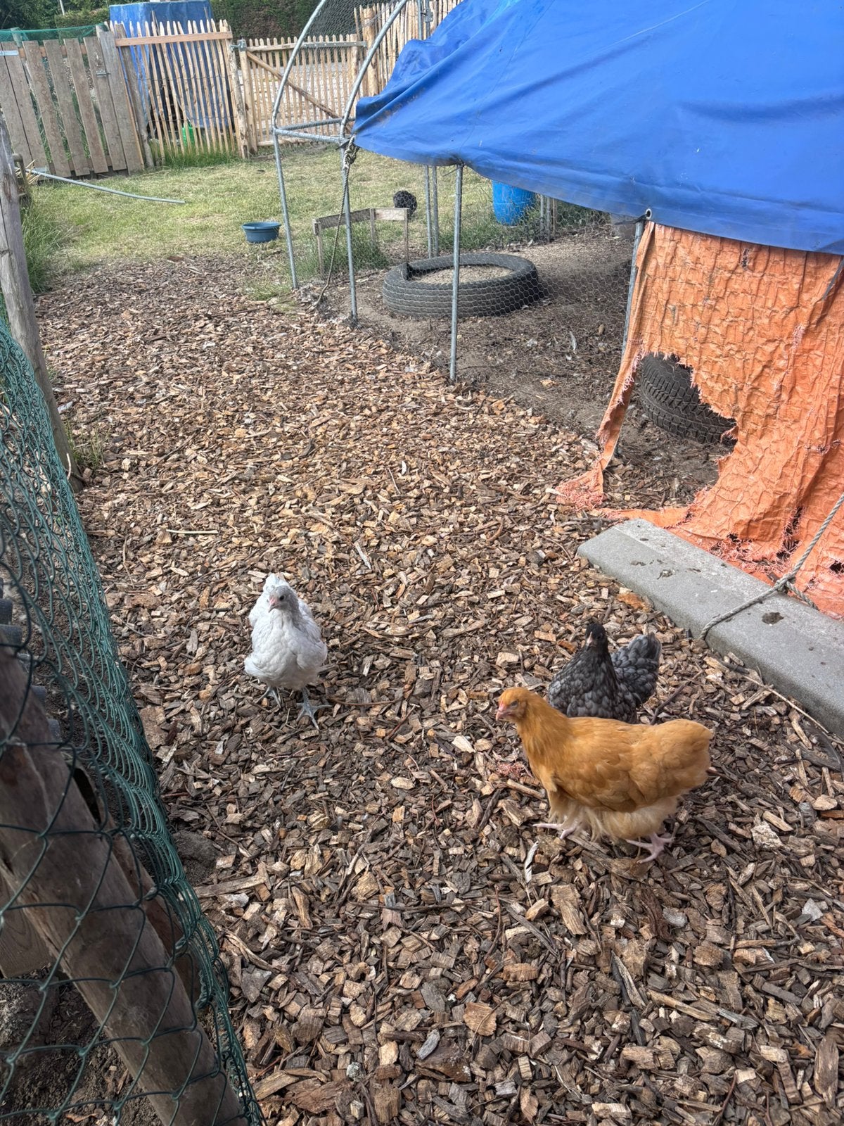 Orpingtons te koop, Dieren en Toebehoren, Pluimvee, Meerdere dieren, Kip