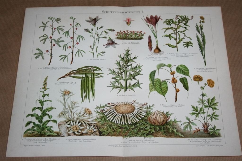 2 kleurenlitho\'s - Beschermingsmiddelen plant en dier - 190, Ophalen of Verzenden
