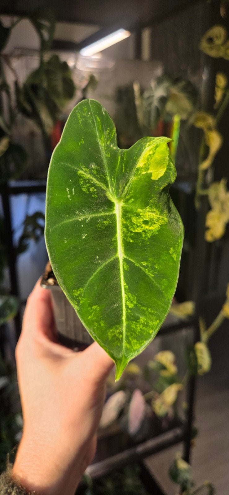 alocasia frydek aurea nr 2, Huis en Inrichting, Ophalen of Verzenden, Halfschaduw, Minder dan 100 cm