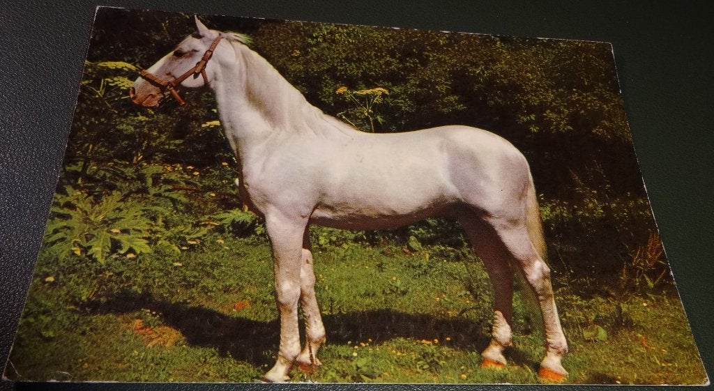 Paarden - Schimmel - Mooie pose - KHo02, Verzenden, 1960 tot 1980, Gelopen, Paard