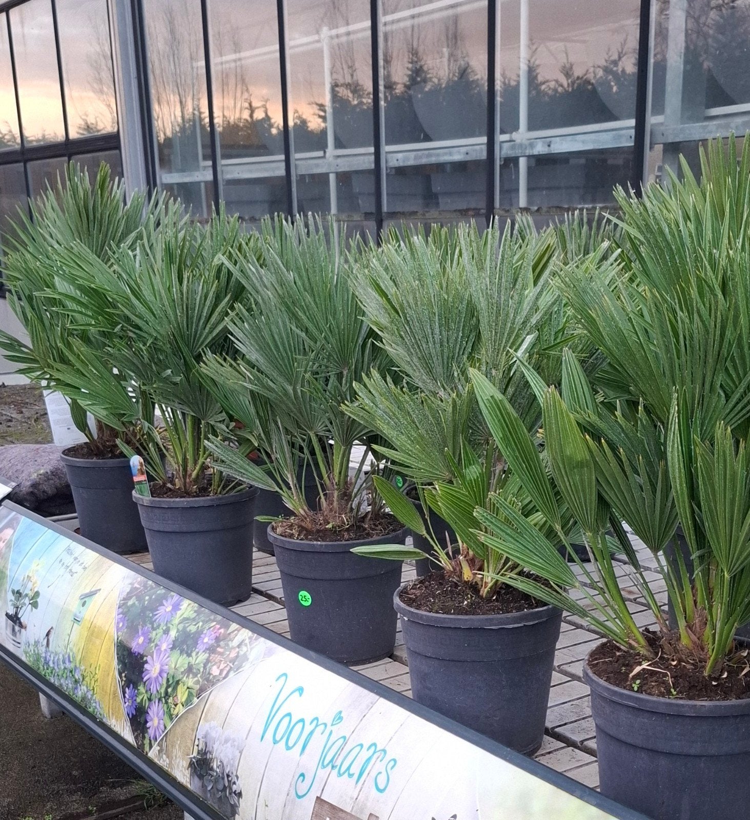 chamerops vulcano palm winterhard., Ophalen, Overige soorten, Volle zon