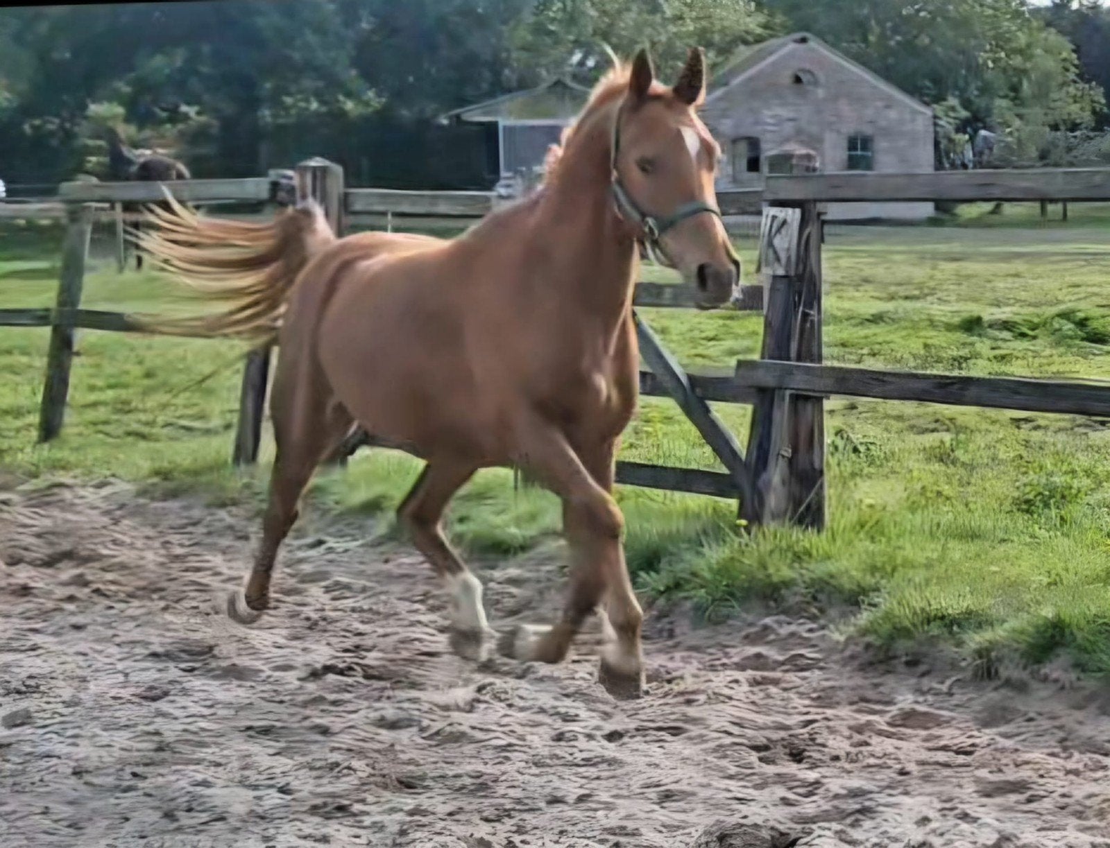 leuke 2,5 jarige NewForest ruin., Ruin, Springpony, 3 tot 6 jaar
