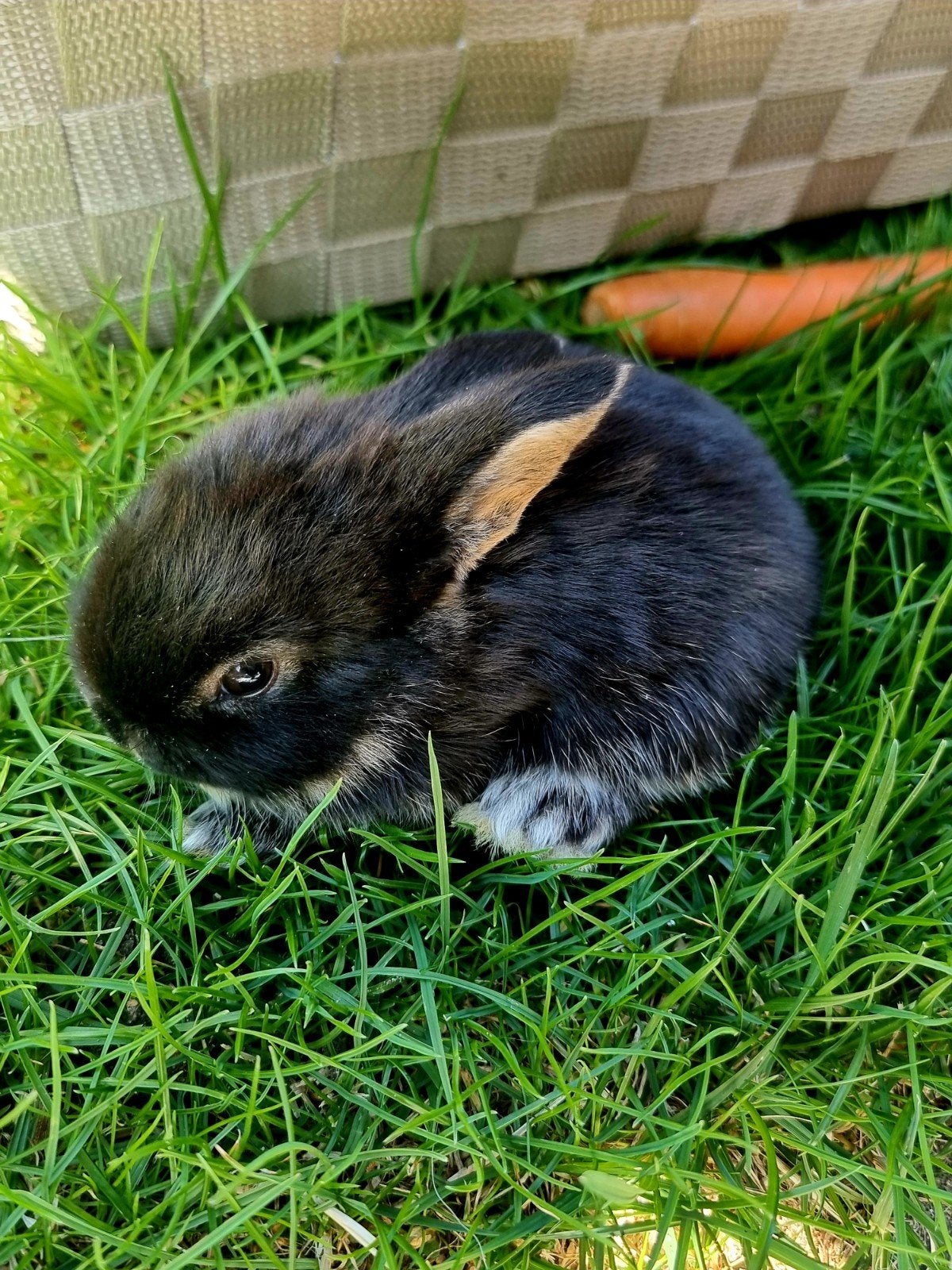 7 lieve babykonijntjes zoeken een liefdevol thuis ️, Dieren en Toebehoren, Juli, Meerdere dieren, Overige typen