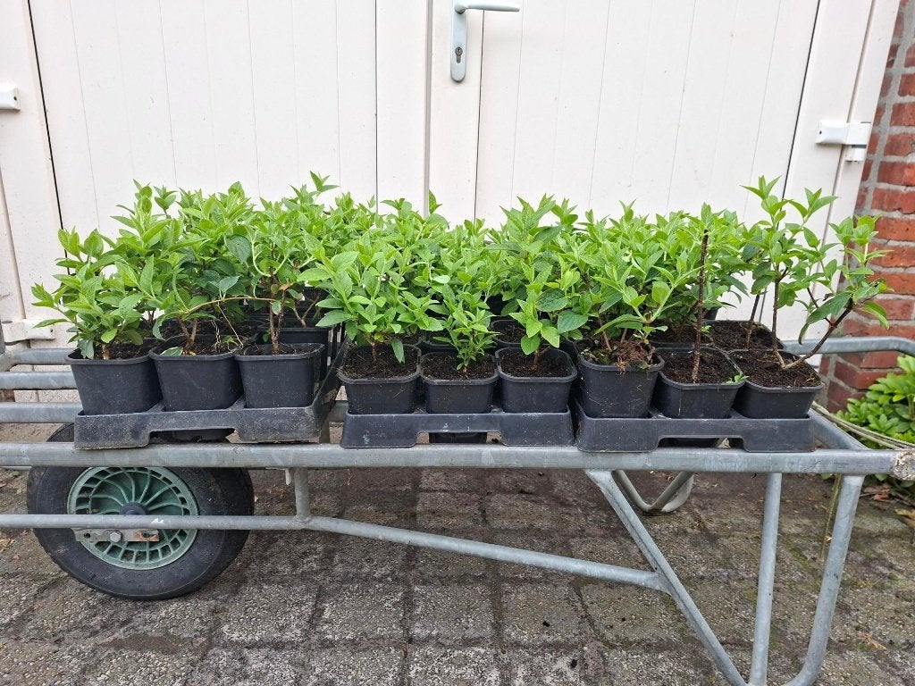 Mooie Hydrangea 'Strawberry Blossom' (Hortensia) in pot!, Ophalen, Vaste plant, Overige soorten, Halfschaduw