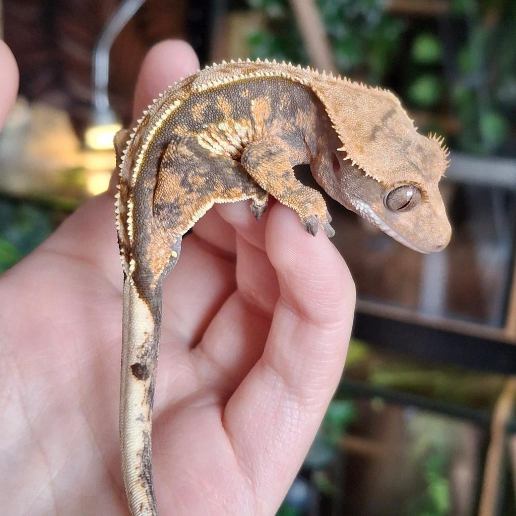 Mooie jonge tri-color wimpergekko/crested gecko man Crested Gecko - male for sale from Lotus' Creatures