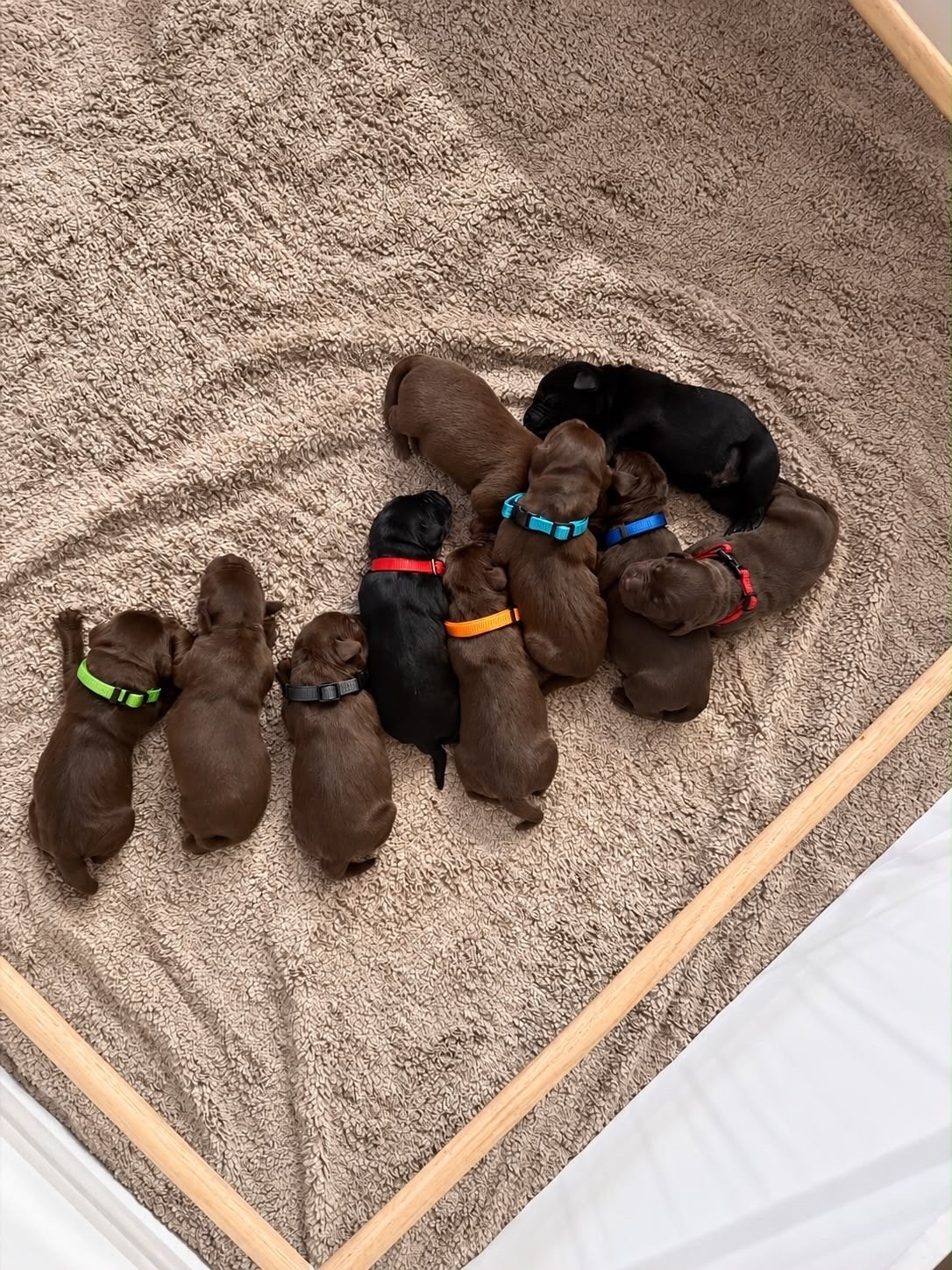 Raszuivere Labrador pups, Dieren en Toebehoren, 8 tot 15 weken, Labrador retriever, Meerdere, Meerdere dieren