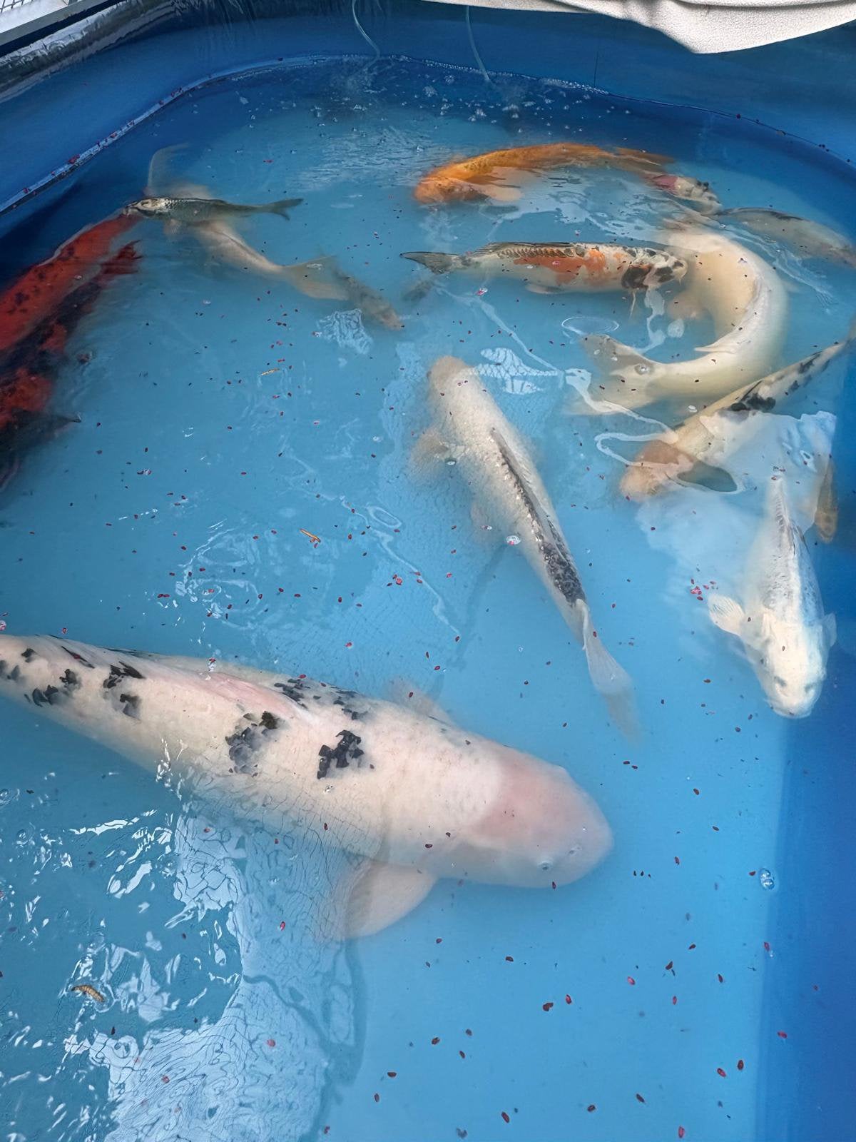 14 prachtige koi te koop, Dieren en Toebehoren, Karper of Koi
