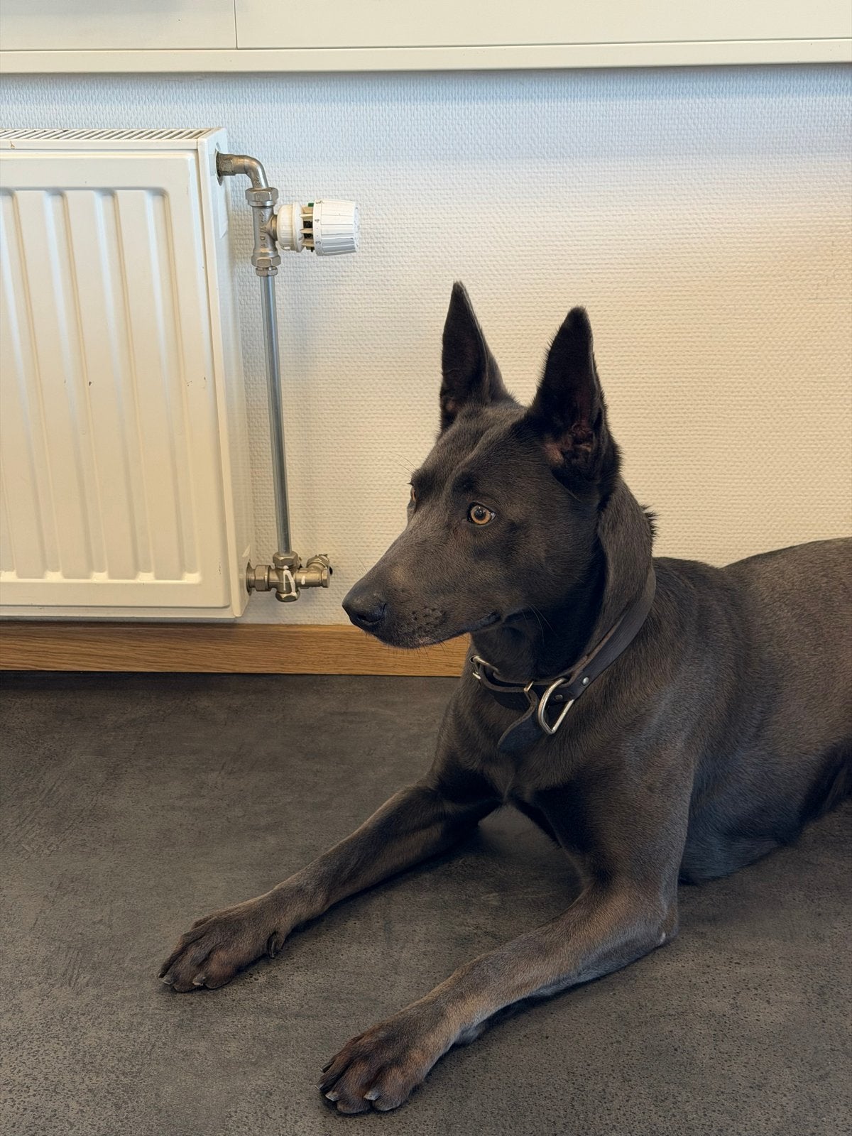 Blauwe Mechelse Herder, België, Particulier, Teef, Groot