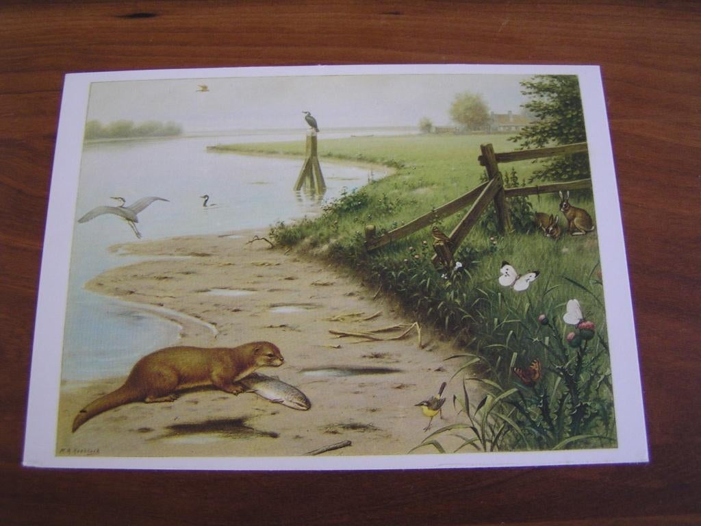 Ansicht Koekkoek "Het Naardermeer" gelopen, Verzamelen, Ophalen of Verzenden, 1940 tot 1960, Gelopen