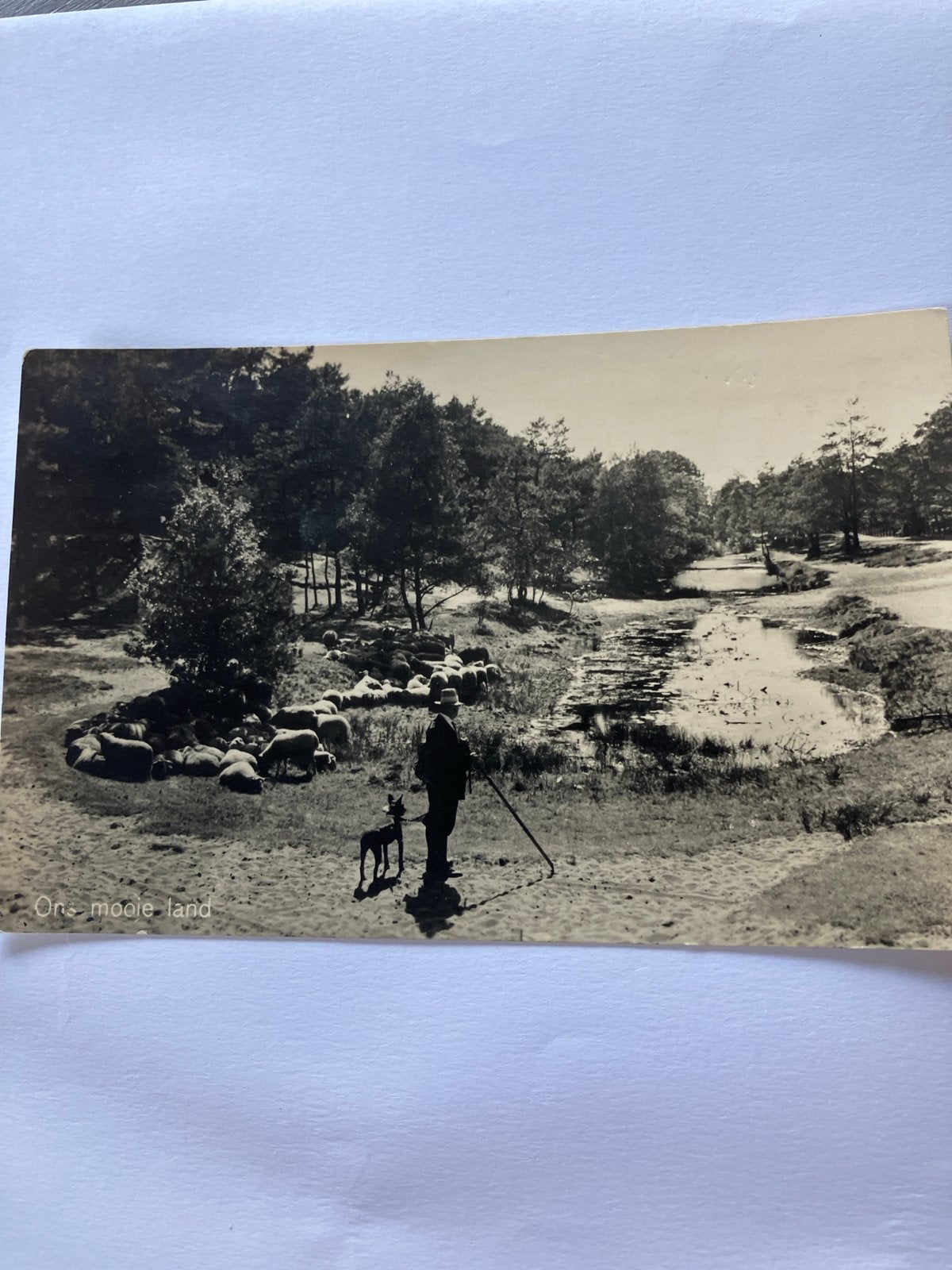 Oude Ansichtkaart: Schaapherder met kudde in Drenthe, Ophalen of Verzenden, Voor 1920, Gelopen, Drenthe
