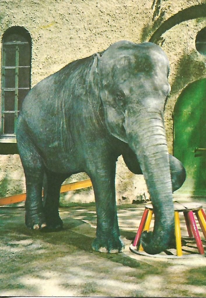 Dieren- -Olifant., Verzenden, 1980 tot heden, Gelopen, Wild dier