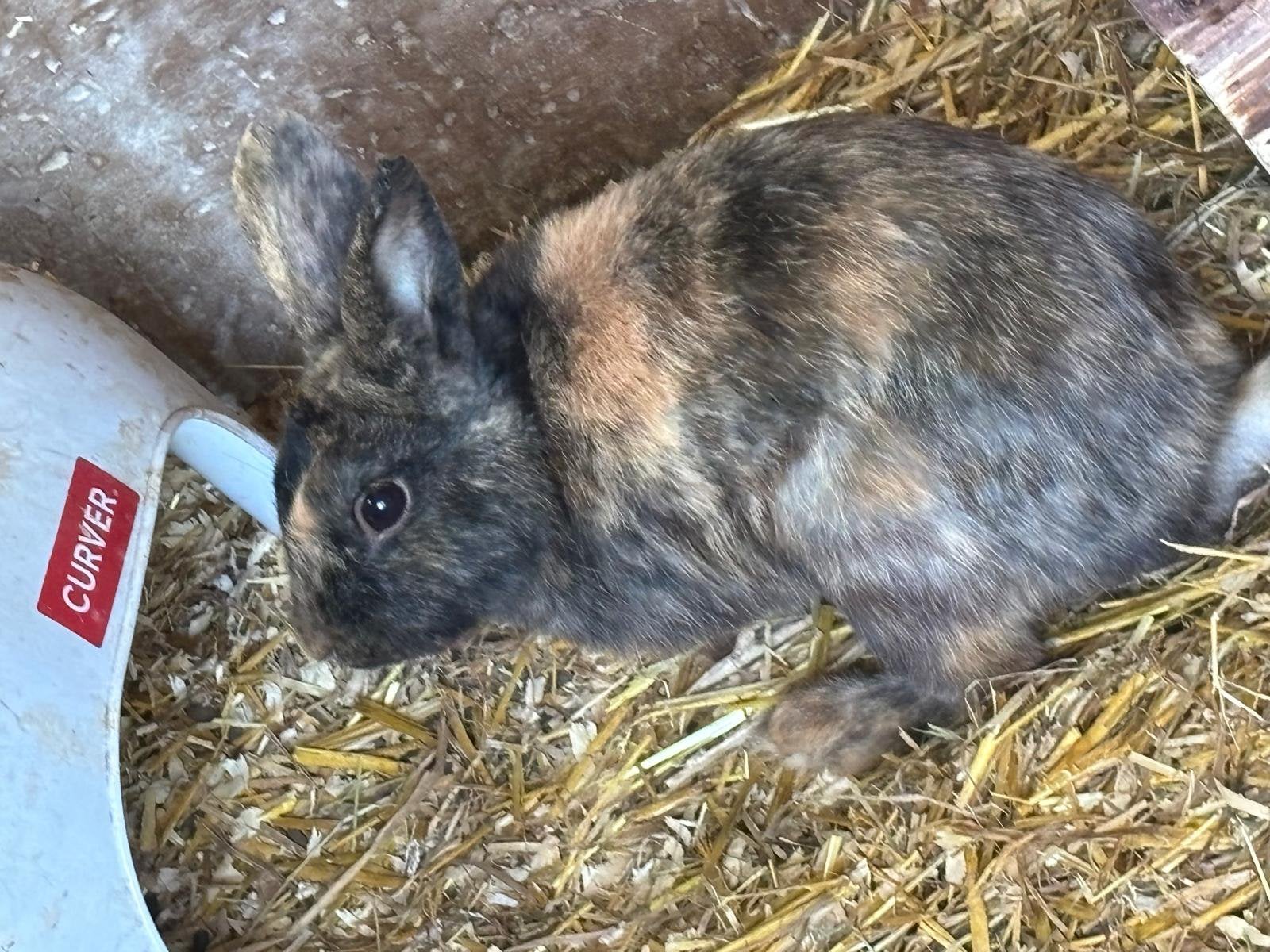 Liefdevol huisje gezocht: lief bruin/zwart konijn (rammetje), Dieren en Toebehoren, Konijnen, Mannelijk