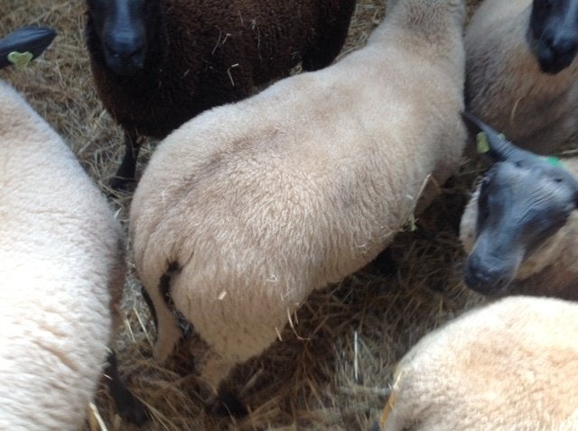 Rammen te koop, Mannelijk, Schaap, 0 tot 2 jaar