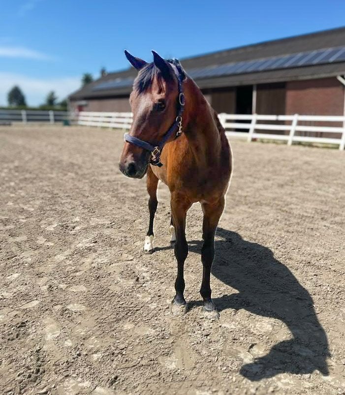 Mooie KWPN merrie te koop, Merrie, Met stamboom, Niet van toepassing, Dressuurpaard