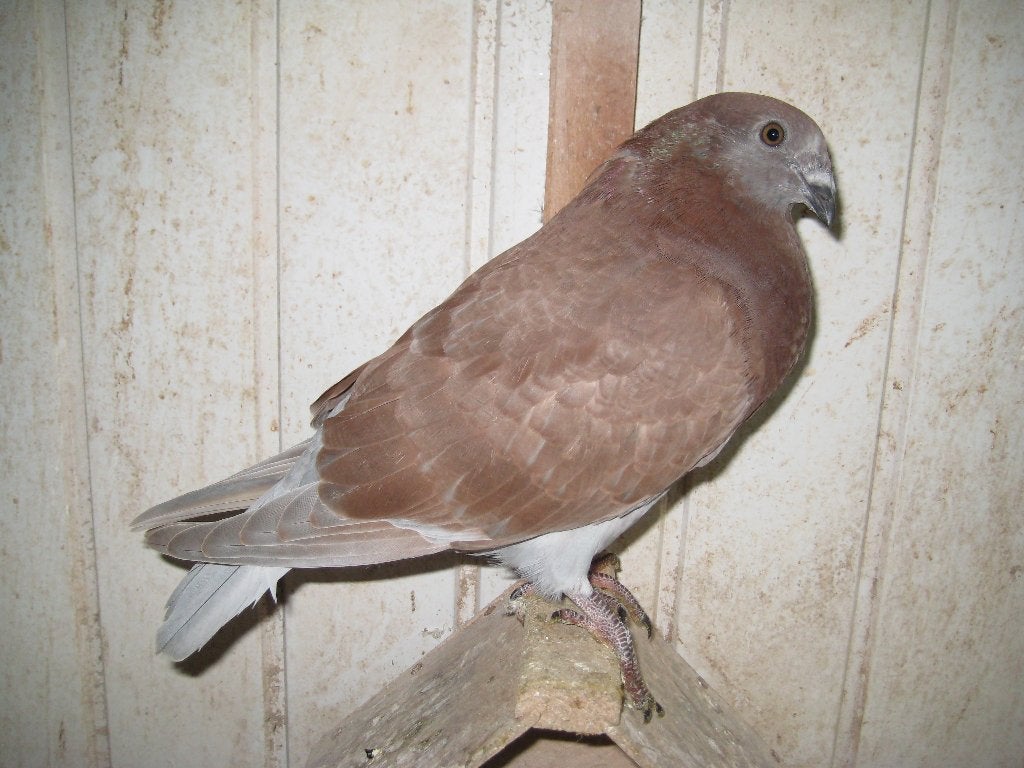 Gaditano kropper, Meerdere dieren, Kropper