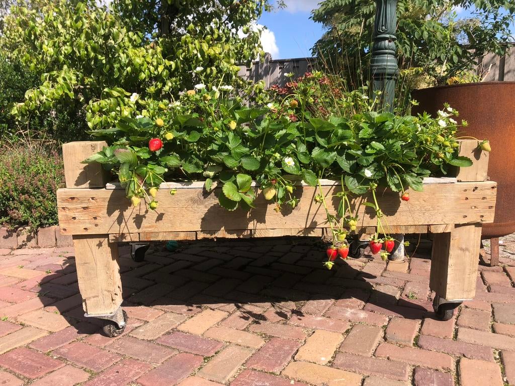 Bloembakken van authentieke witlof bakken, Tuin en Terras, Bloembakken en Plantenbakken, Ophalen, Gebruikt, 100 cm of meer, Rechthoekig