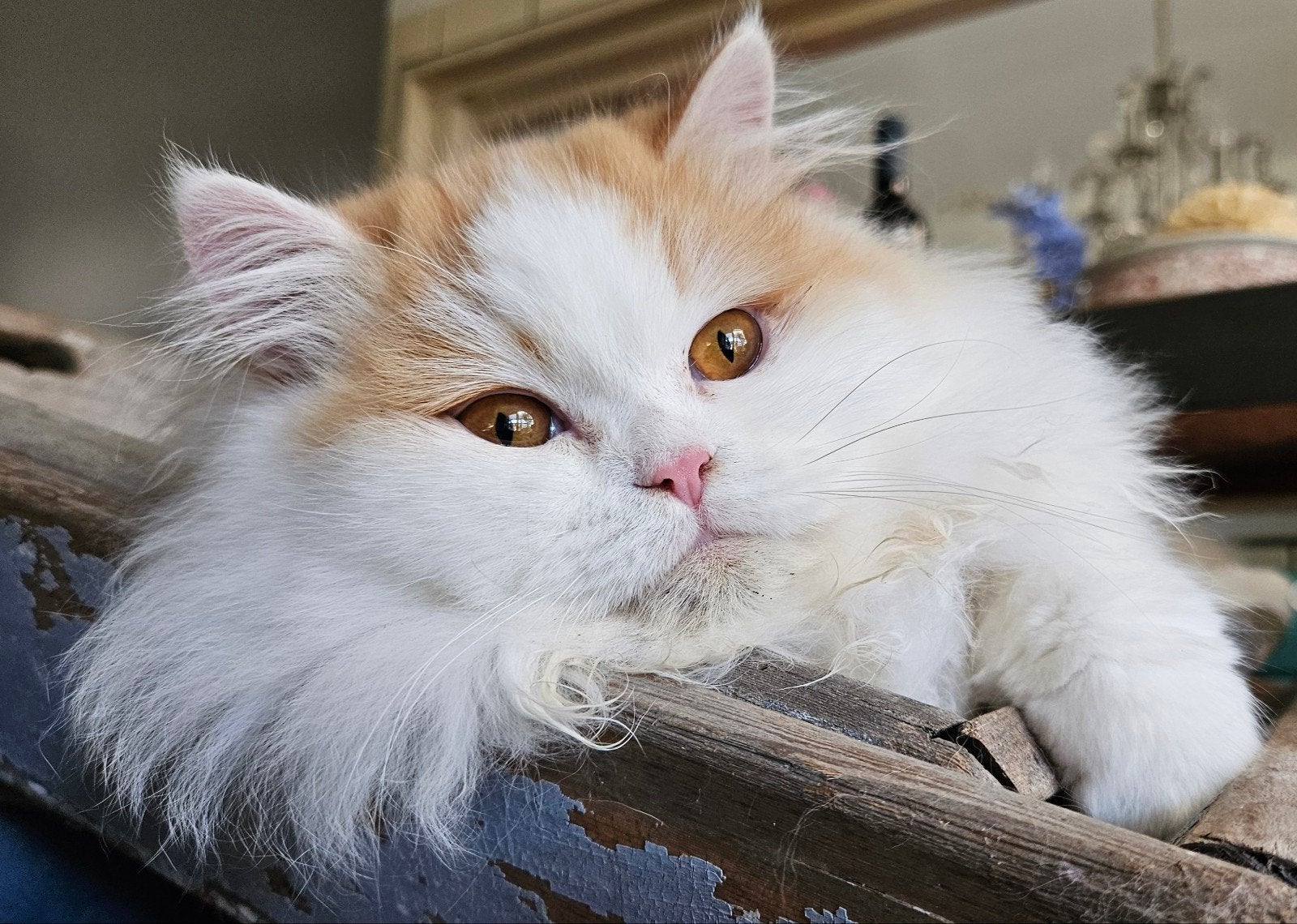 😻de allerliefste Perzische kater 😻, 0 tot 2 jaar