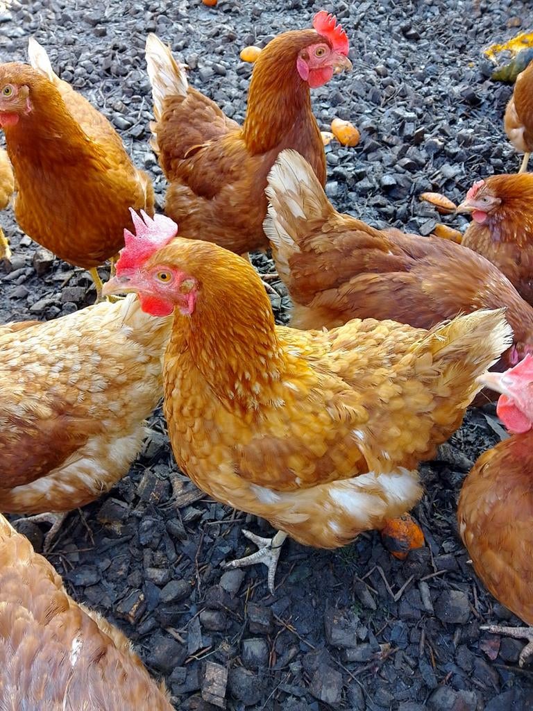 Legkippen, Dieren en Toebehoren, Vrouwelijk, Kip