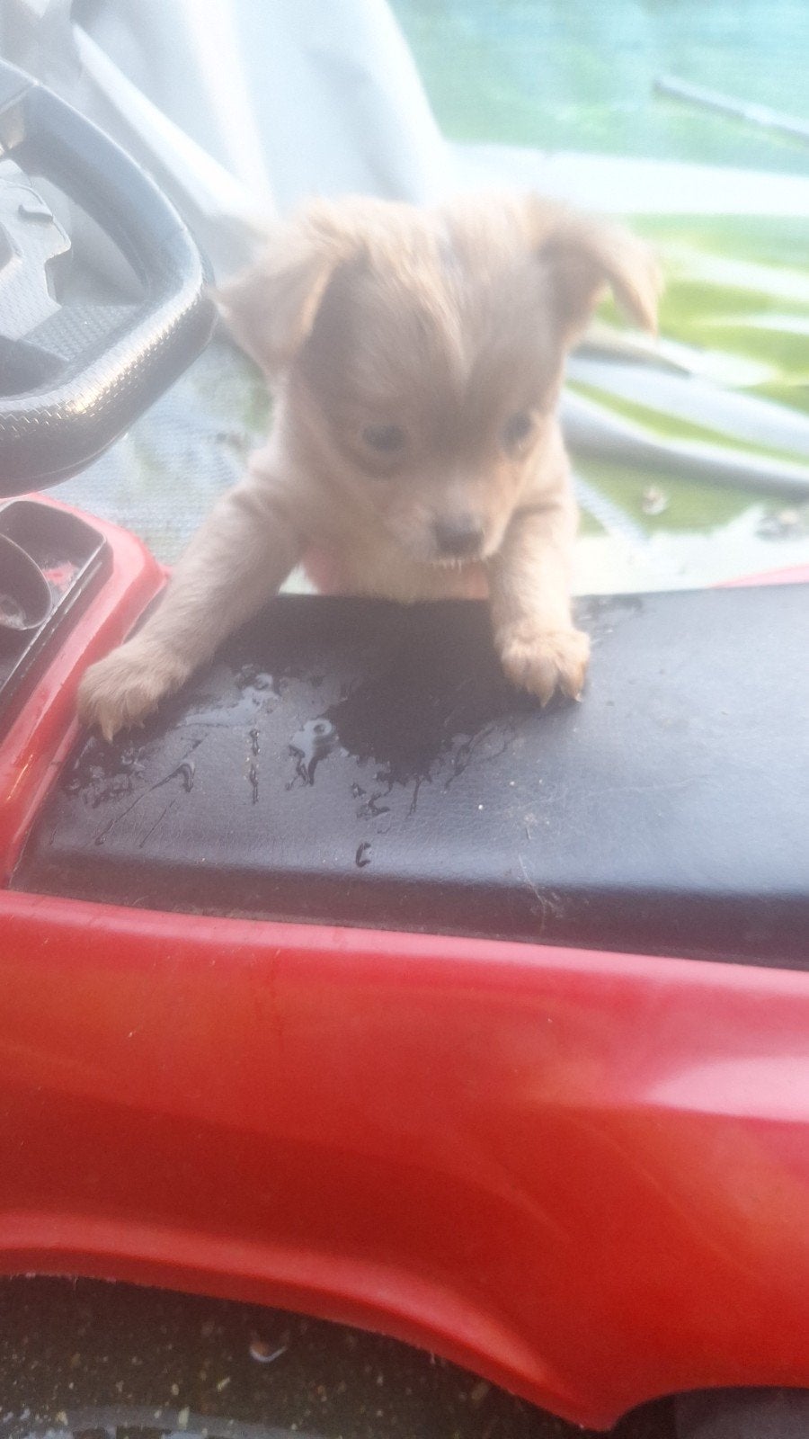 Nog 2 mannetjes beschikbaar langharig, Dieren en Toebehoren, Honden | Chihuahua's en Gezelschapshonden, 8 tot 15 weken, Parvo