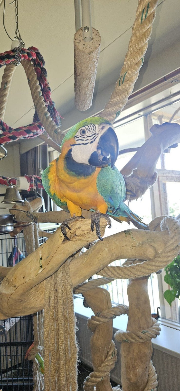 Blauwgele ara, Dieren en Toebehoren, Mannelijk, Papegaai