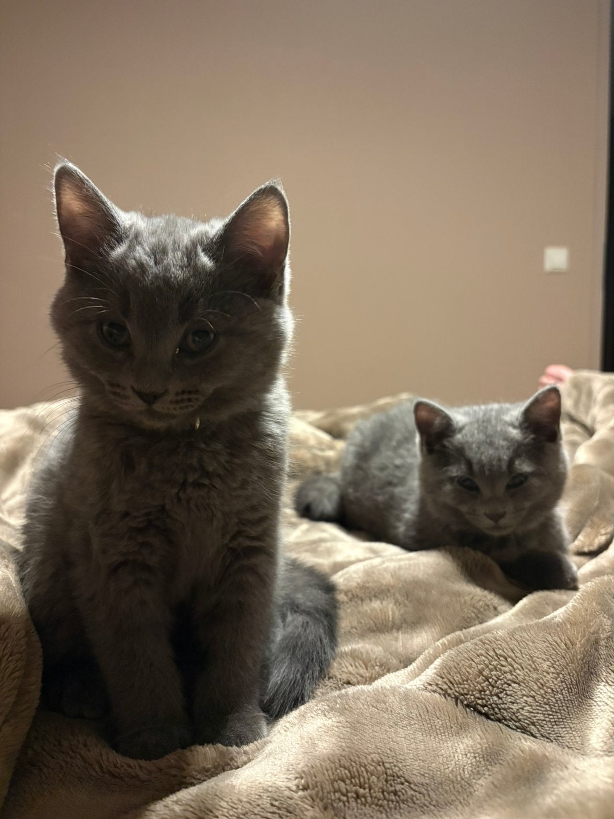 2 katers, kruising tussen Britse Korthaar en Blauwe Rus., Kater, Gechipt, 0 tot 2 jaar