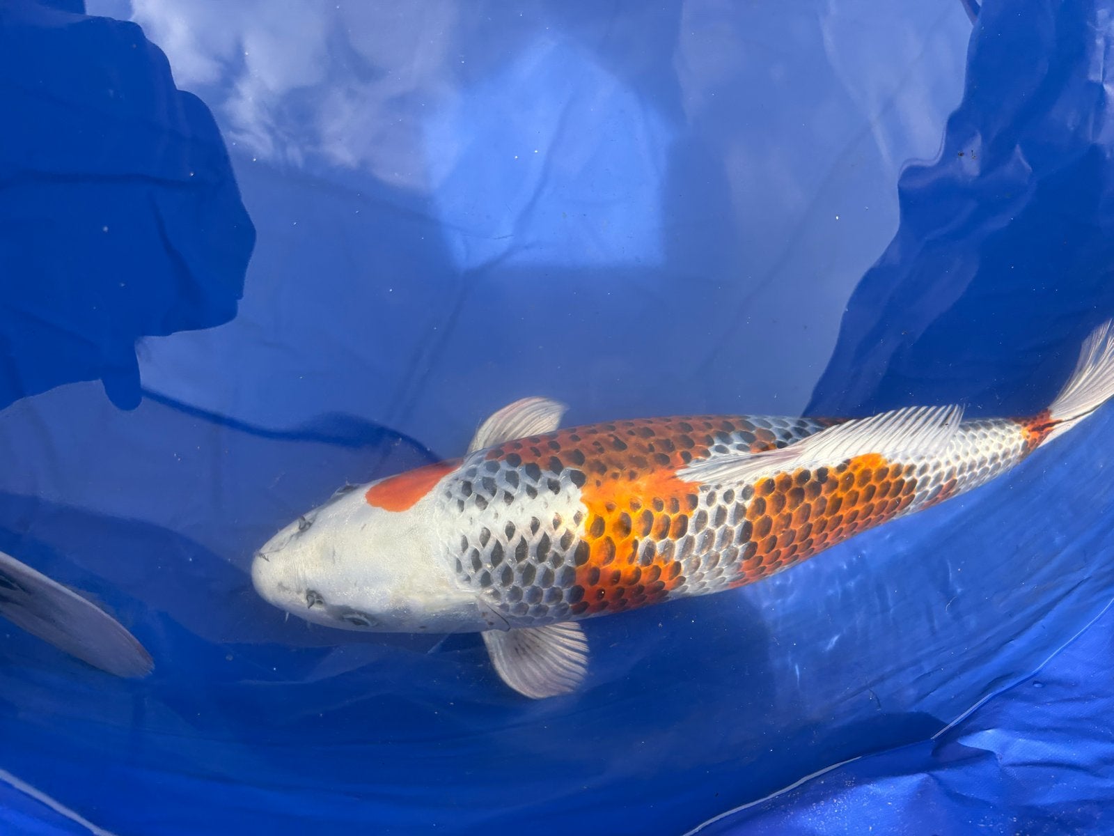 Red Kajaku Momotaro (certificaat), Karper of Koi
