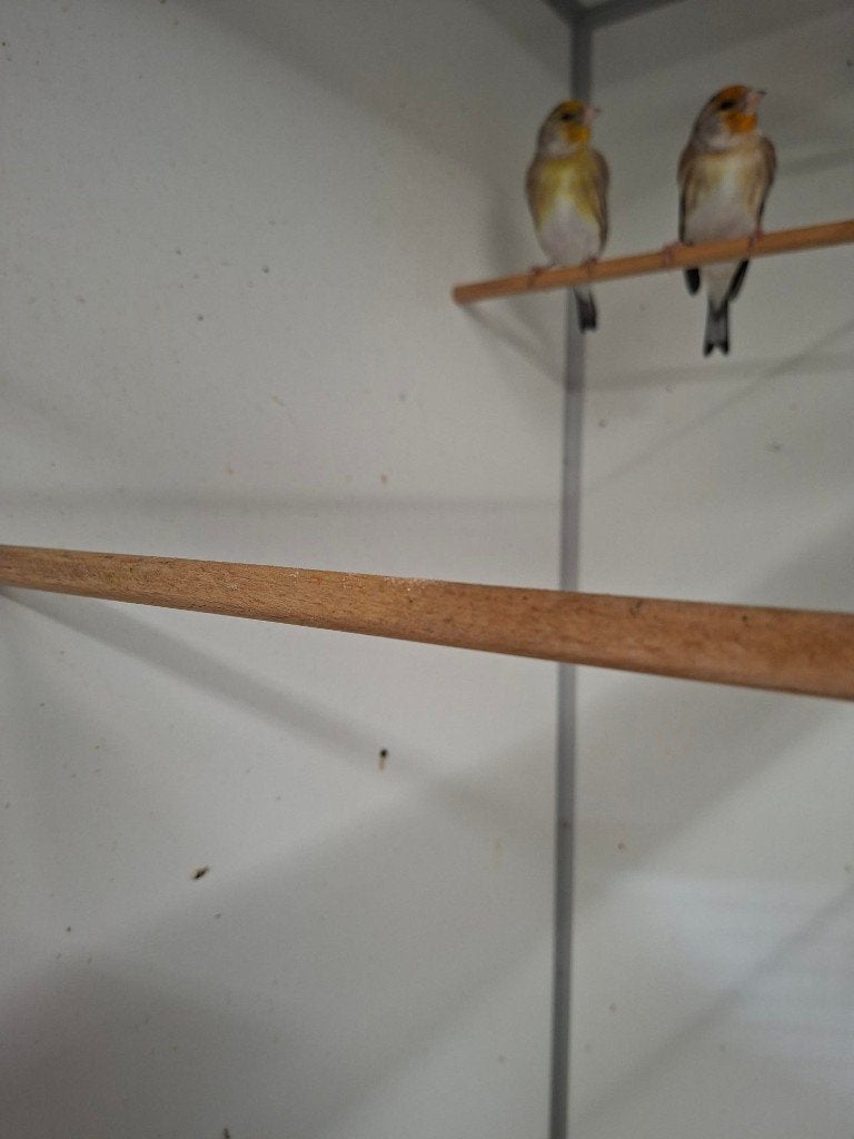 Bastaarden putter+kanarie, Mannelijk, Wildzangvogel, Geringd