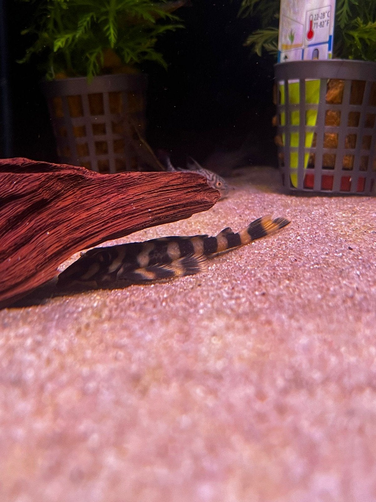 L168 butterfly pleco wilgvang, Vis, Zoetwatervis