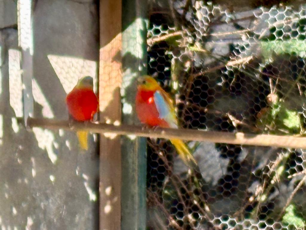 Gezocht 2  turquisine poppen, Dieren en Toebehoren, Vogels | Parkieten en Papegaaien, Vrouwelijk, Parkiet