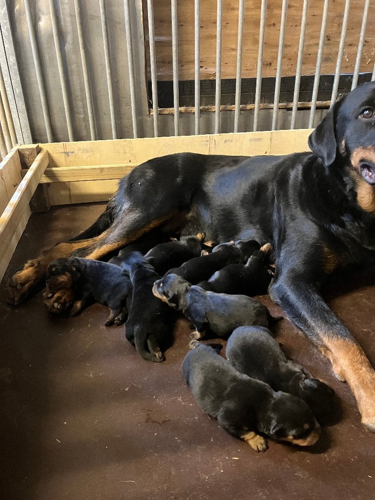 Nog enkele reutje beschibaar, Parvo, 8 tot 15 weken, Meerdere, Meerdere dieren