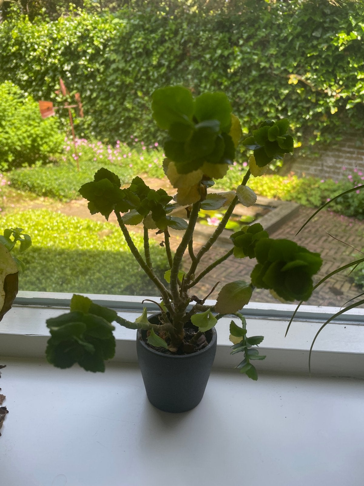 Kalanchoë - Groene kamerplant, Overige soorten, In pot, Minder dan 100 cm, Groene kamerplant