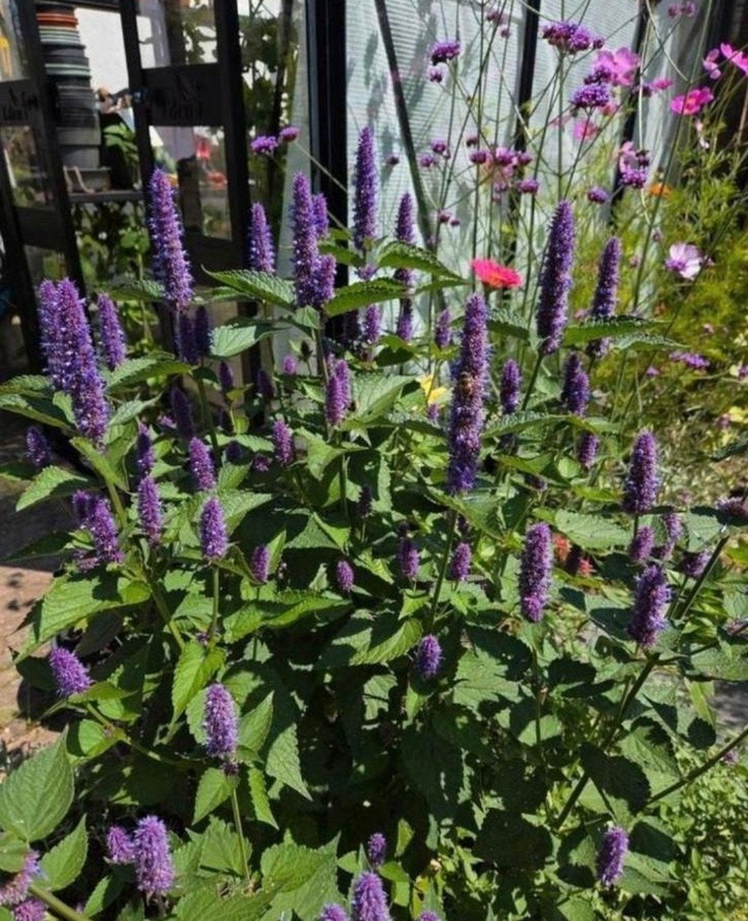 Dropplant zaadjes, blue spike, agastache, Ophalen of Verzenden, Eenjarig, Overige soorten, Volle zon