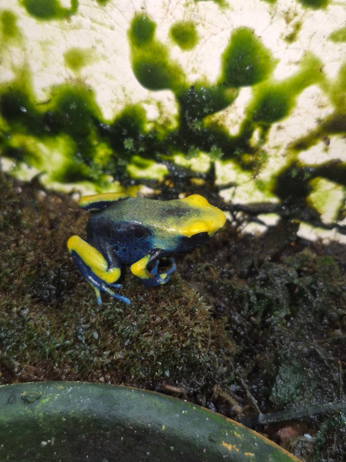 Dendrobates tinctorius "tumucumaque"