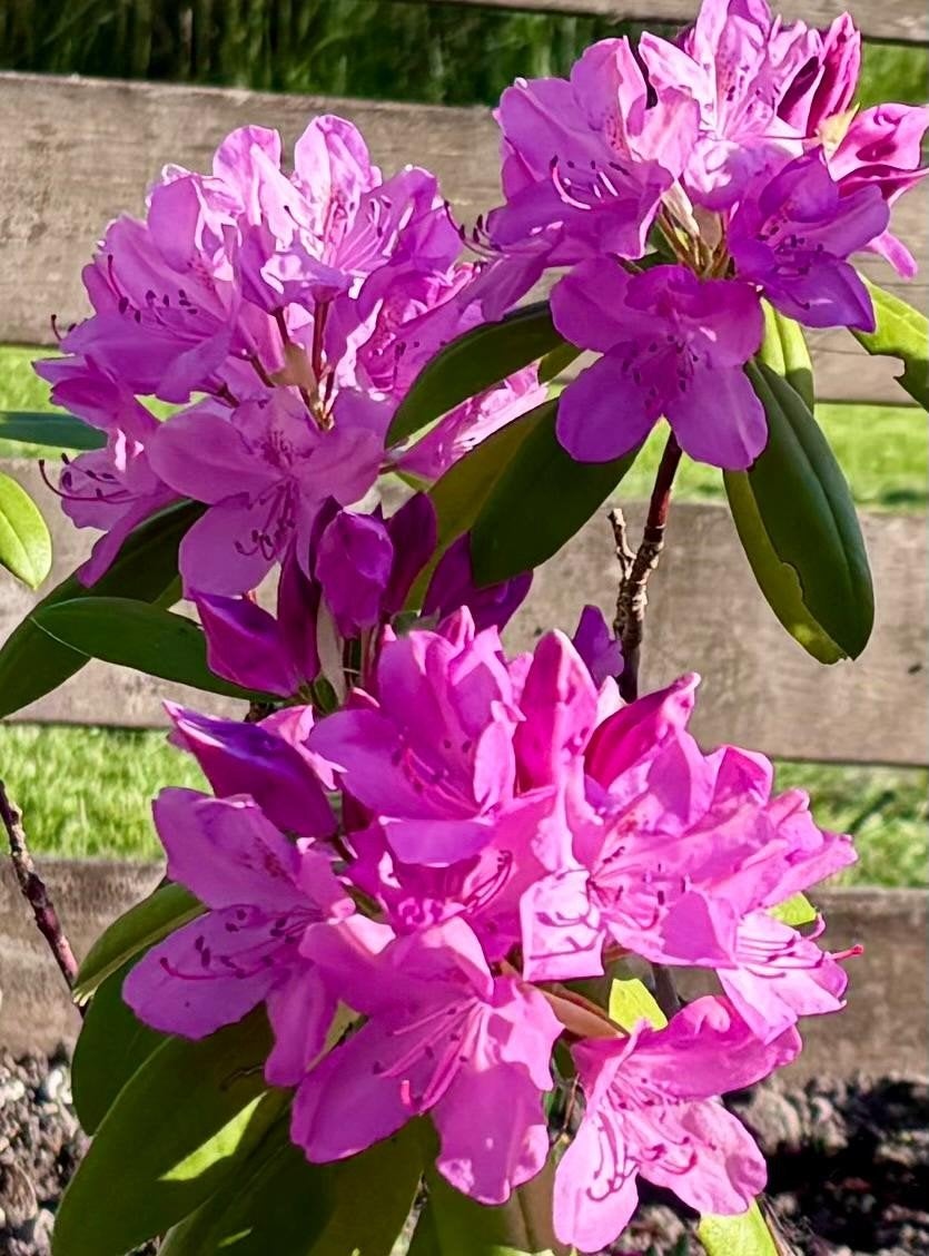 Grote Lila Rhododendron, Rhododendron, vaste plant, Vaste plant, Halfschaduw, Lente, Ophalen