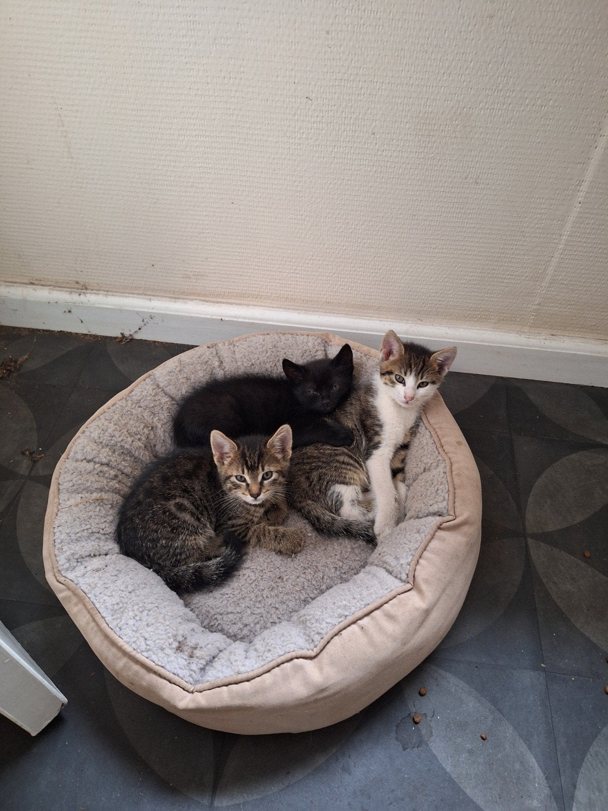 kittens katers, Dieren en Toebehoren, Katten en Kittens | Overige Katten, Meerdere dieren