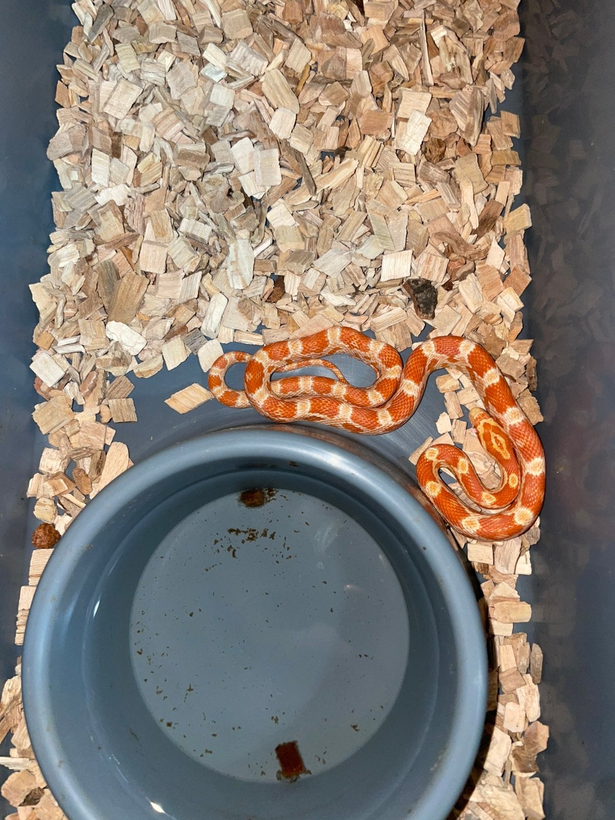 Jong Koppeltje Amel (Orange) Rattenslang Rat Snake - unknown for sale from Stefan