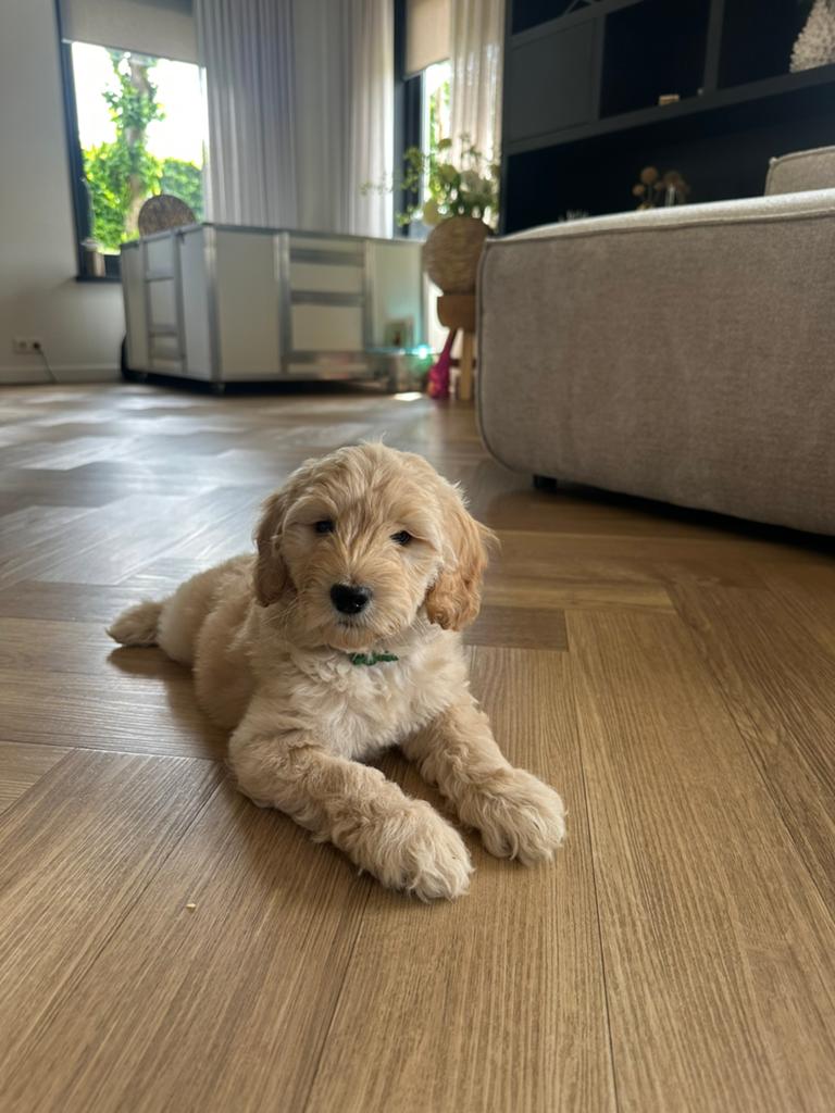 Prachtig Australian Labradoodle Teefje., Dieren en Toebehoren, 8 tot 15 weken, Teef, Parvo, Meerdere