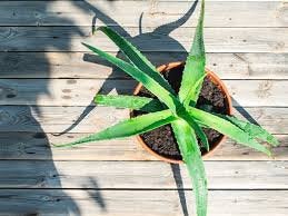 Aloe Vera, Vetplant, Minder dan 100 cm, Groene kamerplant, Halfschaduw