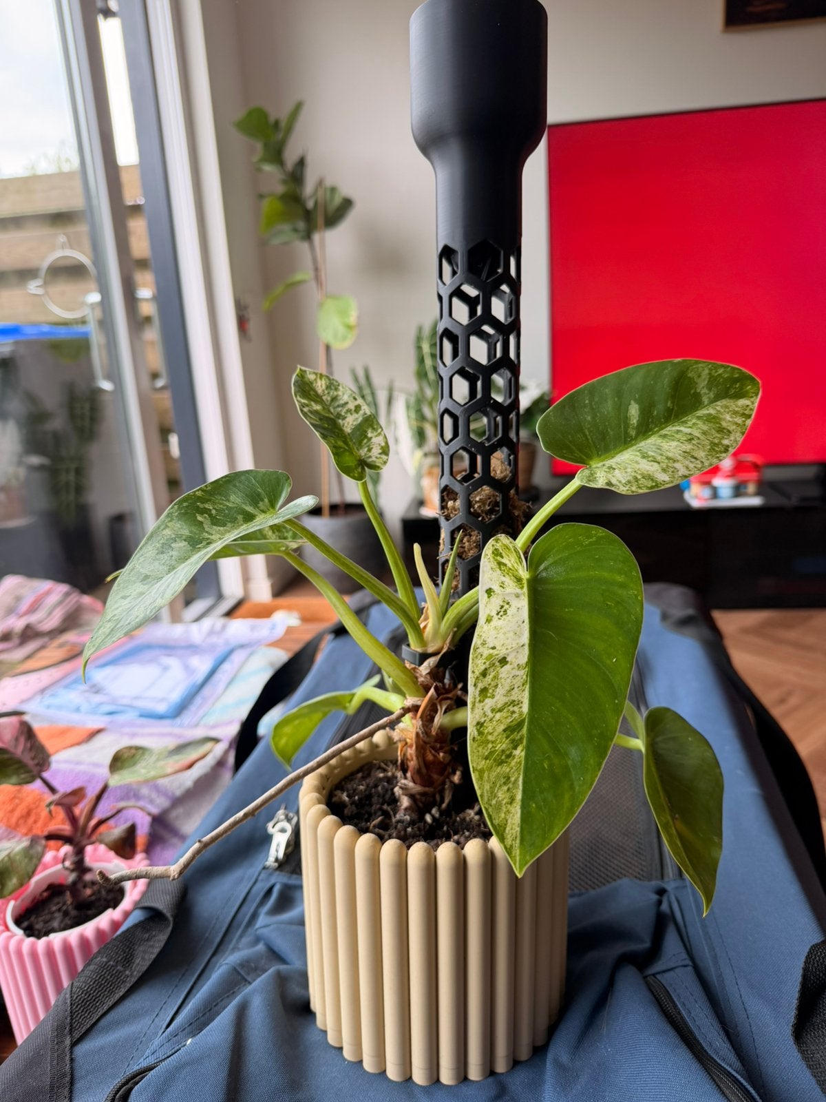 Philodendron giganteum variegated, Ophalen of Verzenden, In pot, Volle zon, Minder dan 100 cm