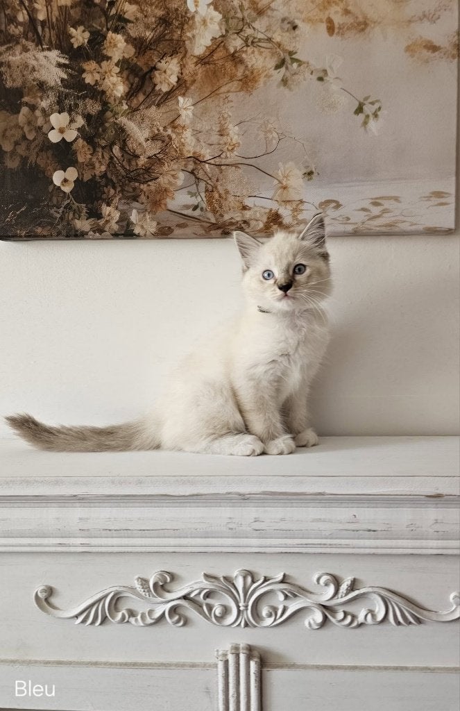 Ragdoll Kittens van Marlyda !, Dieren en Toebehoren, Kater, Gechipt