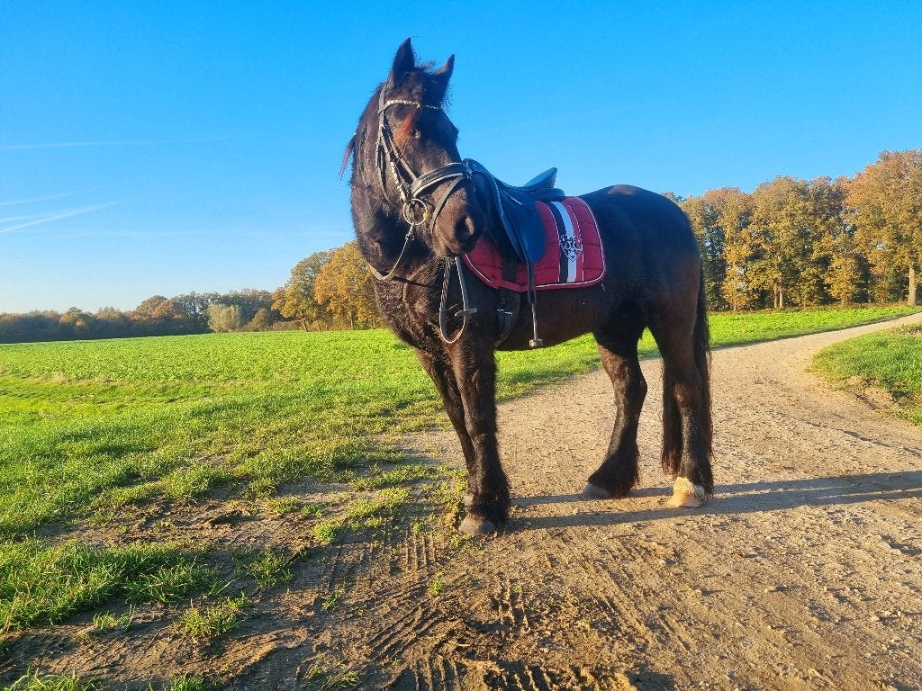Knappe D pony, Merrie, Zadelmak, Recreatiepony, D pony (1.37m tot 1.48m)
